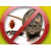 Истребление тараканов,   клопов,   грызунов,   крыс и других насекомых